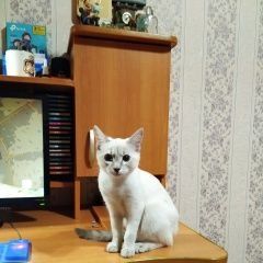 Подробнее об объявлении «Москва Найдена кошка» Фото: найдена кошка  «Москва Найдена кошка» в г. Москва