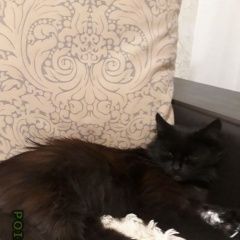 Подробнее об объявлении «Ногинск Найдена кошка окрас чёрный» Фото: найдена кошка  «Ногинск Найдена кошка окрас чёрный» в г. Ногинск