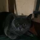 Подробнее об объявлении «Москва Найден кот.» Фото: найдена кошка Британская короткошерстная «Москва Найден кот.» в г. Москва