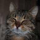 Подробнее об объявлении «Москва Найден кот полосатый кот в чертаново» Фото: найдена кошка  «Москва Найден кот полосатый кот в чертаново» в г. Москва