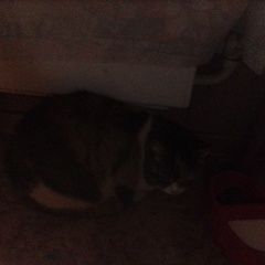 Подробнее об объявлении «Найдена кошка Балашиха» Фото: найдена кошка  «Найдена кошка Балашиха» в г. Балашиха