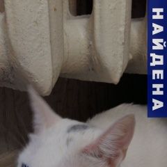 Подробнее об объявлении «Самара Найдена кошка» Фото: найдена кошка  «Самара Найдена кошка» в г. Самара