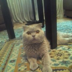 Подробнее об объявлении «Москва Найдена кошка» Фото: найдена кошка Шотландская вислоухая «Москва Найдена кошка» в г. Москва