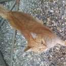 Подробнее об объявлении «Москва Найден кот рыжий кот» Фото: найдена кошка  «Москва Найден кот рыжий кот» в г. Москва