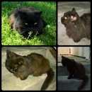 Подробнее об объявлении «Москва Найден кот» Фото: найдена кошка  «Москва Найден кот» в г. Москва