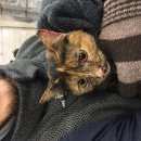 Подробнее об объявлении «Москва Найдена кошка черепахового окраса» Фото: найдена кошка  «Москва Найдена кошка черепахового окраса» в г. Москва