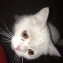 Подробнее об объявлении «Курск Найдена кошка» Фото: найдена кошка  «Курск Найдена кошка» в г. Курск