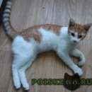 Подробнее об объявлении «Москва Найден кот» Фото: найдена кошка  «Москва Найден кот» в г. Москва