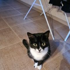 Подробнее об объявлении «Санкт-Петербург Найдена кошка ищем старых или новых хозяев» Фото: найдена кошка  «Санкт-Петербург Найдена кошка ищем старых или...» в г. Санкт-Петербург