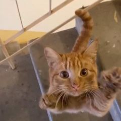 Подробнее об объявлении «Казань Найдена кошка меридианная 14» Фото: найдена кошка  «Казань Найдена кошка меридианная 14» в г. Казань