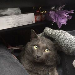 Подробнее об объявлении «Найден кот в снт луч вблизи деревни чулково Малоярославец» Фото: найдена кошка Британская короткошерстная «Найден кот в снт луч вблизи деревни чулково...» в г. Малоярославец