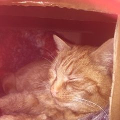 Подробнее об объявлении «Раменское Найден кот» Фото: найдена кошка  «Раменское Найден кот» в г. Раменское