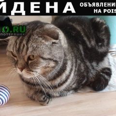 Подробнее об объявлении «Найдена кошка вислоухая Уфа» Фото: найдена кошка  «Найдена кошка вислоухая Уфа» в г. Уфа