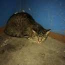 Подробнее об объявлении «Ангарск Найдена кошка» Фото: найдена кошка  «Ангарск Найдена кошка» в г. Ангарск