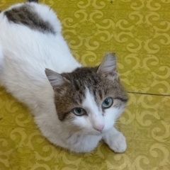 Подробнее об объявлении «Омск Найден кот» Фото: найдена кошка  «Омск Найден кот» в г. Омск