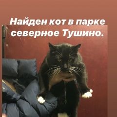 Подробнее об объявлении «Москва Найден кот» Фото: найдена кошка  «Москва Найден кот» в г. Москва