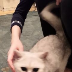 Подробнее об объявлении «Найдена кошка Мытищи» Фото: найдена кошка Британская короткошерстная «Найдена кошка Мытищи» в г. Мытищи