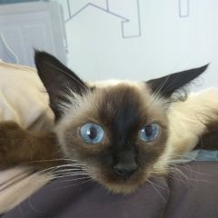 Подробнее об объявлении «Найдена кошка ул видова дом 196, Новороссийск» Фото: найдена кошка Сиамская «Найдена кошка ул видова дом 196, Новороссийск» в г. Новороссийск