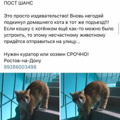 Подробнее об объявлении «Найдена кошка Ростов-на-Дону» Фото: найдена кошка  «Найдена кошка Ростов-на-Дону» в г. Ростов-на-Дону