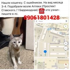 Подробнее об объявлении «Найдена кошка Ростов-на-Дону» Фото: найдена кошка  «Найдена кошка Ростов-на-Дону» в г. Ростов-на-Дону