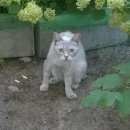 Подробнее об объявлении «Москва Найдена кошка. метро братиславская» Фото: найдена кошка Бурмилла «Москва Найдена кошка. метро братиславская» в г. Москва