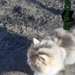 Подробнее об объявлении «Тольятти Найдена кошка» Фото: найдена кошка  «Тольятти Найдена кошка» в г. Тольятти