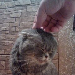 Подробнее об объявлении «Пенза Найден кот» Фото: найдена кошка  «Пенза Найден кот» в г. Пенза