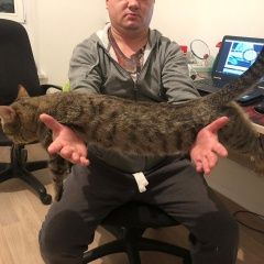 Подробнее об объявлении «Найден кот Мытищи» Фото: найдена кошка  «Найден кот Мытищи» в г. Мытищи