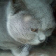 Подробнее об объявлении «Курск Найден кот британский кот» Фото: найдена кошка Британская короткошерстная «Курск Найден кот британский кот» в г. Курск