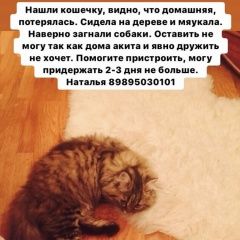 Подробнее об объявлении «Найдена кошка Ростов-на-Дону» Фото: найдена кошка  «Найдена кошка Ростов-на-Дону» в г. Ростов-на-Дону