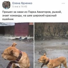Подробнее об объявлении «Найден кот Ростов-на-Дону» Фото: найдена кошка Стаффордширский бультерьер «Найден кот Ростов-на-Дону» в г. Ростов-на-Дону