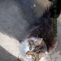 Подробнее об объявлении «Ставрополь Найдена кошка» Фото: найдена кошка  «Ставрополь Найдена кошка» в г. Ставрополь