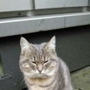 Подробнее об объявлении «Москва Найдена кошка домашняя кошка с ошейником» Фото: найдена кошка  «Москва Найдена кошка домашняя кошка с ошейником» в г. Москва