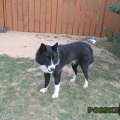 Подробнее об объявлении «Москва Найден кот два дня как прибился, ищет свой дом» Фото: найдена кошка  «Москва Найден кот два дня как прибился, ищет...» в г. Москва