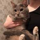 Подробнее об объявлении «Санкт-Петербург Найден кот молодой кот» Фото: найдена кошка  «Санкт-Петербург Найден кот молодой кот» в г. Санкт-Петербург