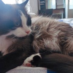 Подробнее об объявлении «Москва Найдена кошка» Фото: найдена кошка  «Москва Найдена кошка» в г. Москва