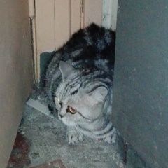 Подробнее об объявлении «Москва Найдена кошка шотландской породы» Фото: найдена кошка  «Москва Найдена кошка шотландской породы» в г. Москва