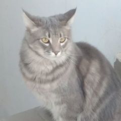 Подробнее об объявлении «Краснодар Найден кот» Фото: найдена кошка Мейн-кун «Краснодар Найден кот» в г. Краснодар