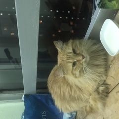 Подробнее об объявлении «Найден кот Зеленоград» Фото: найдена кошка  «Найден кот Зеленоград» в г. Зеленоград