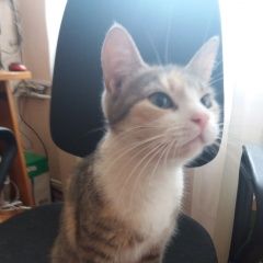 Подробнее об объявлении «Санкт-Петербург Найдена кошка возраст примерно 6 месяцев» Фото: найдена кошка  «Санкт-Петербург Найдена кошка возраст примерно...» в г. Санкт-Петербург