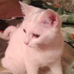 Подробнее об объявлении «Москва Найдена кошка белая с серой стрелкой на голове» Фото: найдена кошка  «Москва Найдена кошка белая с серой стрелкой на...» в г. Москва