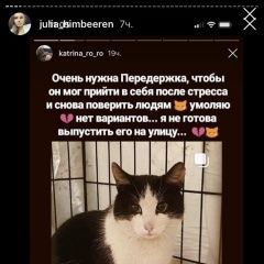 Подробнее об объявлении «Найден кот Ростов-на-Дону» Фото: найдена кошка  «Найден кот Ростов-на-Дону» в г. Ростов-на-Дону