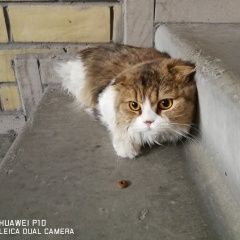 Подробнее об объявлении «Тюмень Найдена кошка (кот)» Фото: найдена кошка  «Тюмень Найдена кошка (кот)» в г. Тюмень