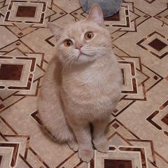 Подробнее об объявлении «Москва Найден кот» Фото: найдена кошка Британская короткошерстная «Москва Найден кот» в г. Москва