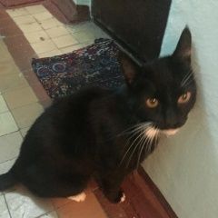 Подробнее об объявлении «Москва Найден кот домашний кот» Фото: найдена кошка  «Москва Найден кот домашний кот» в г. Москва