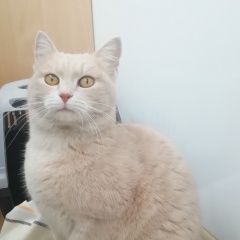 Подробнее об объявлении «Москва Найдена кошка» Фото: найдена кошка  «Москва Найдена кошка» в г. Москва