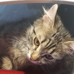 Подробнее об объявлении «Краснодар Найдена кошка нашли котёнка» Фото: найдена кошка  «Краснодар Найдена кошка нашли котёнка» в г. Краснодар