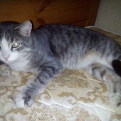 Подробнее об объявлении «Найден кот Лесной Городок» Фото: найдена кошка  «Найден кот Лесной Городок» в г. Лесной Городок