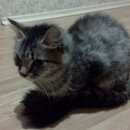 Подробнее об объявлении «Химки Найдена кошка или кот не особо понимаю как определять» Фото: найдена кошка  «Химки Найдена кошка или кот не особо понимаю...» в г. Химки