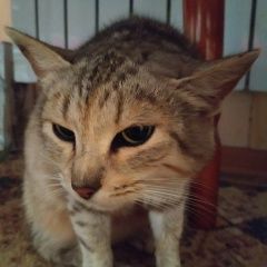 Подробнее об объявлении «Переславль-Залесский Найдена кошка посёлок рязанцево» Фото: найдена кошка  «Переславль-Залесский Найдена кошка посёлок...» в г. Переславль-Залесский